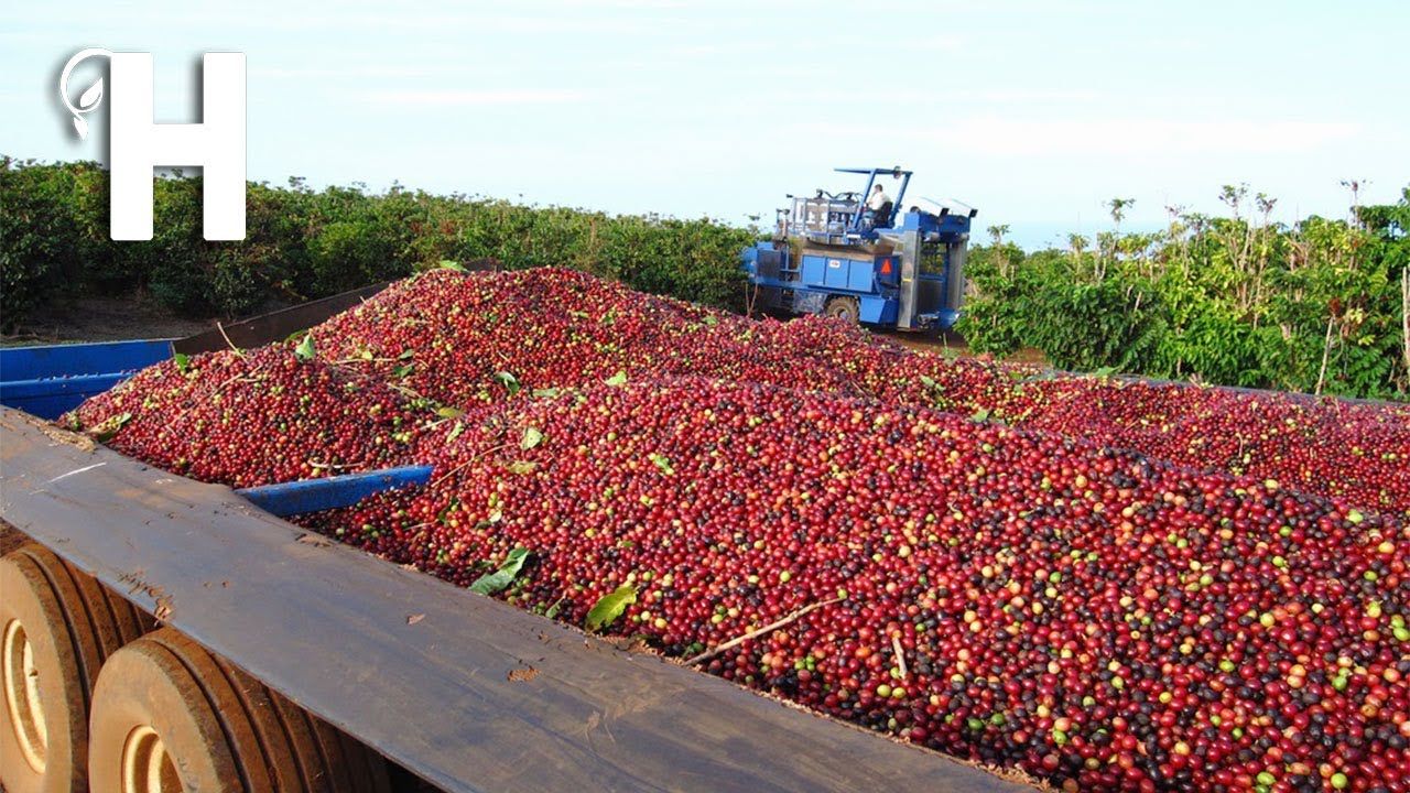 The Ecological Advantages Of Shade Grown Coffee Preserving Biodiversity And Promoting Sustainable Farming Practices